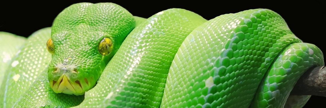 Zależności w Pythonie